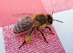 Bienescharf